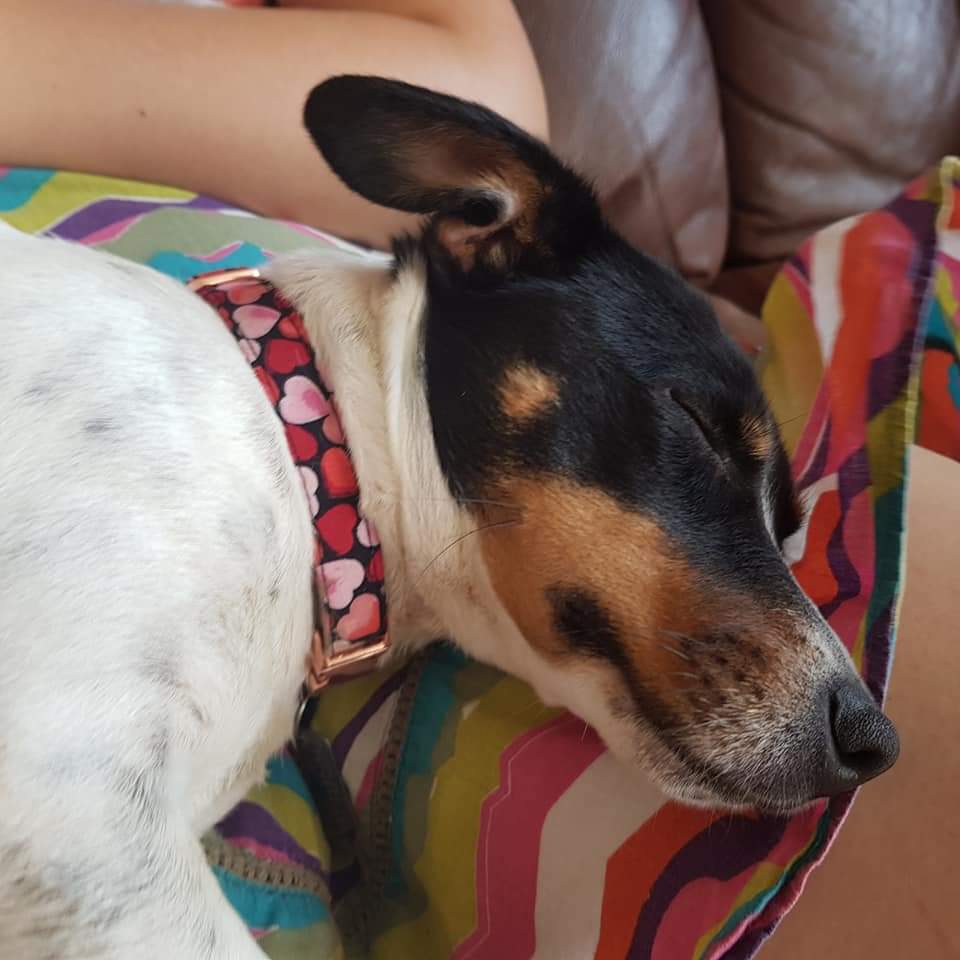 Collar - Love Hearts