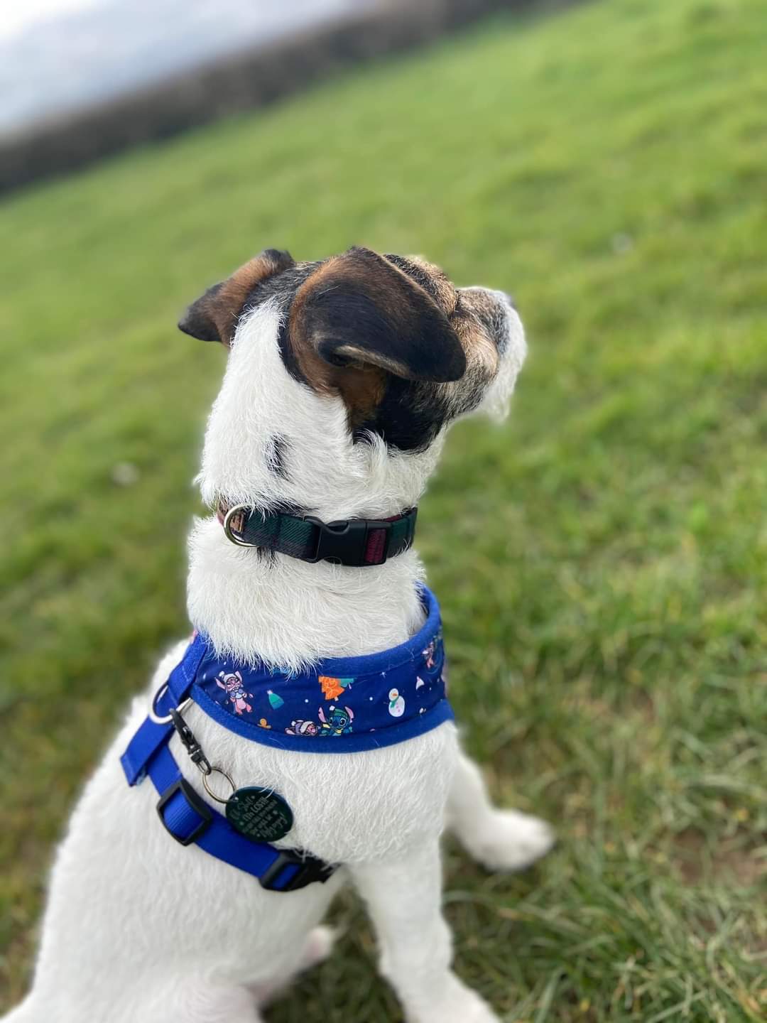 Collar - Berry Green Tartan