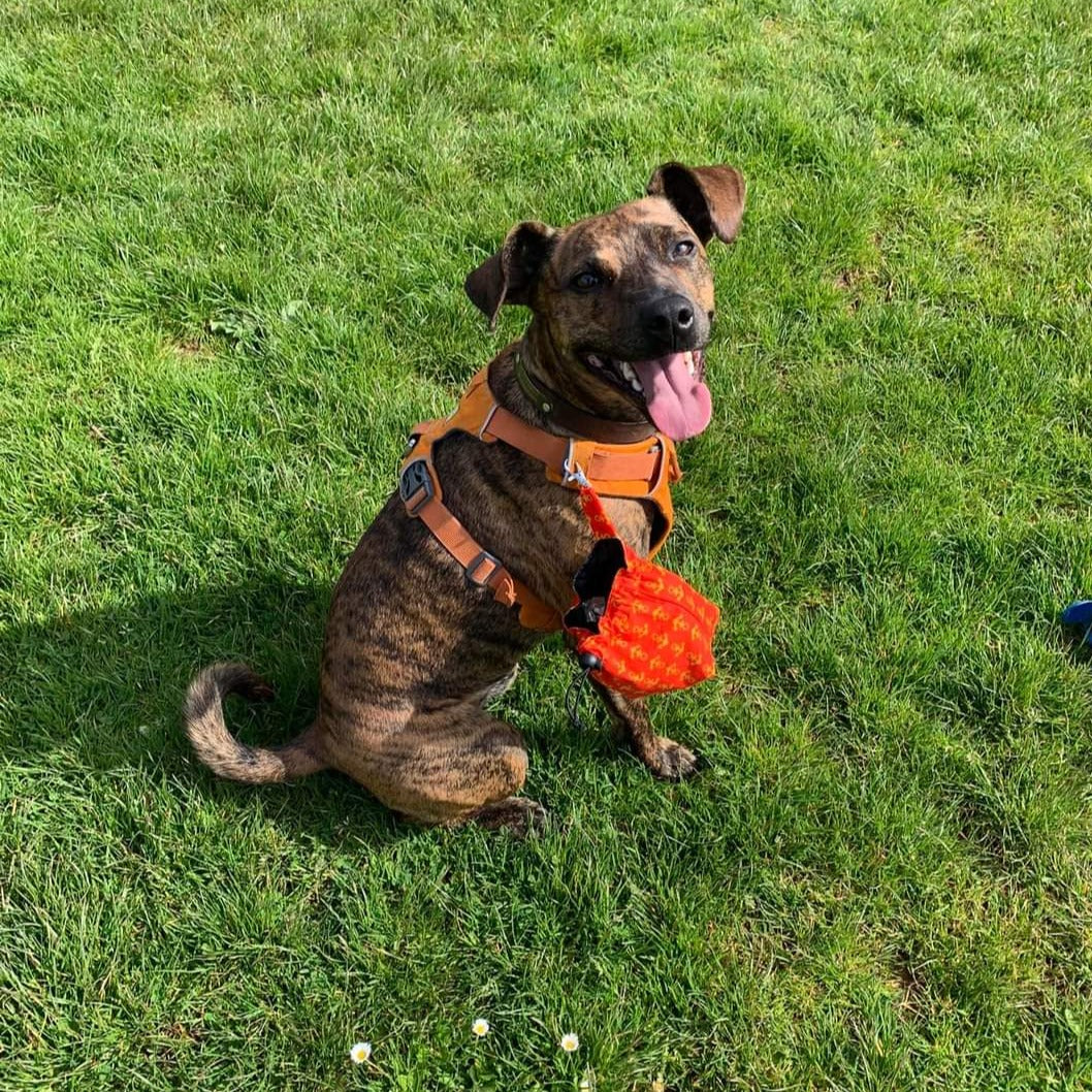 Treat Bag - Anchor Man