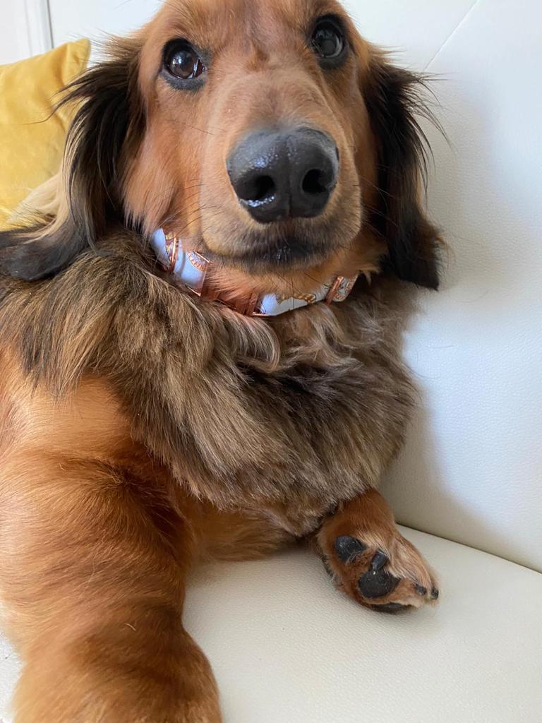 Collar - Harry Potter