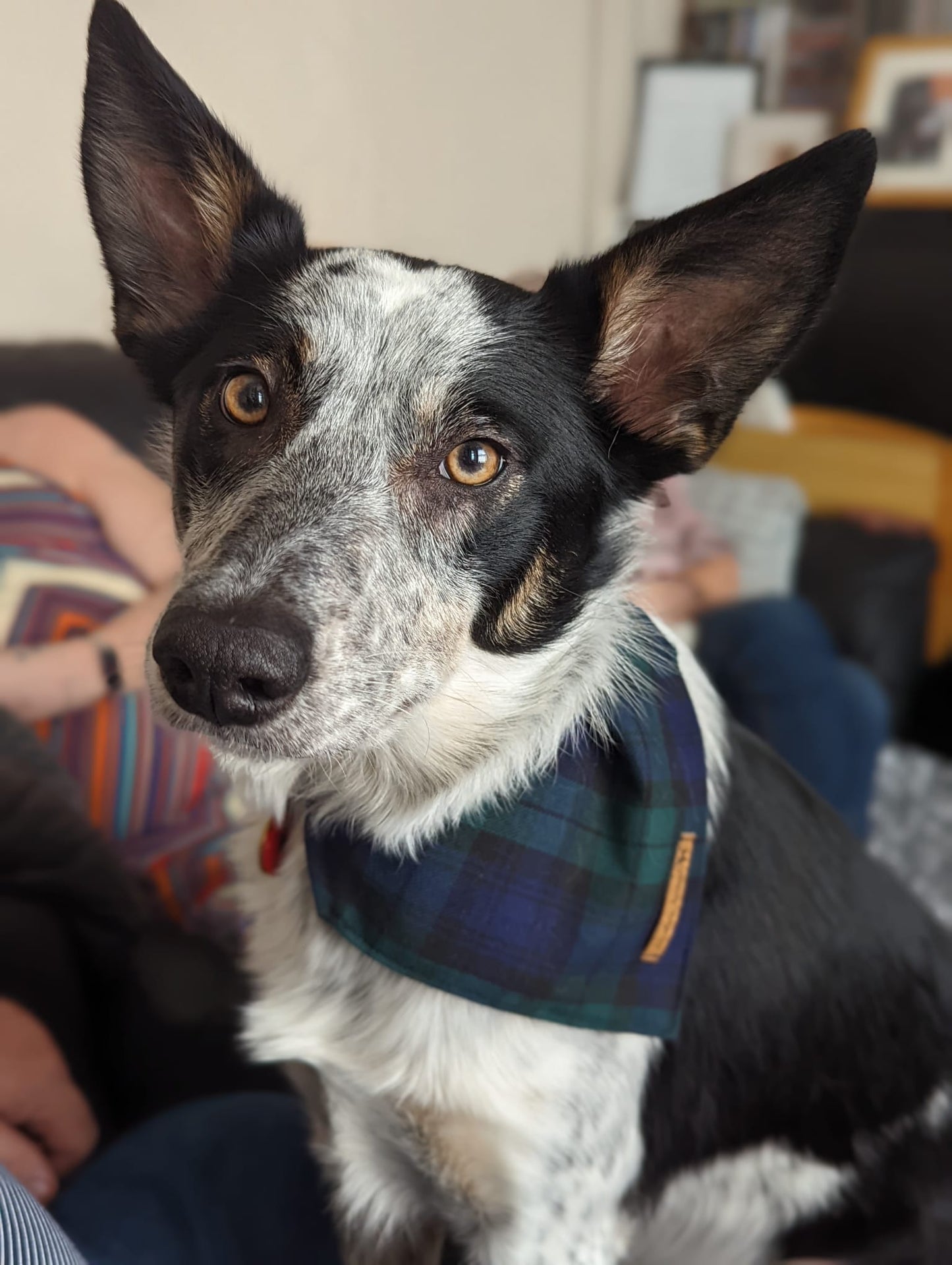 Bandana - Navy Green Tartan
