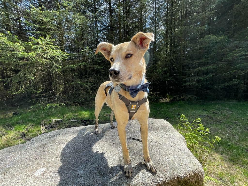 Bow Tie - Blue Tartan
