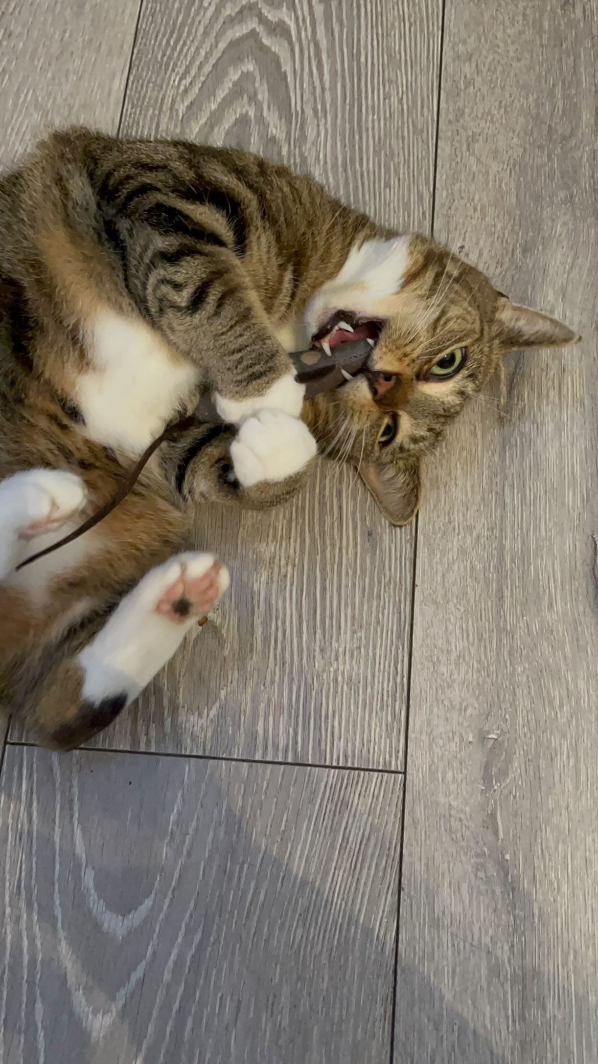 Cat Nip Mouse