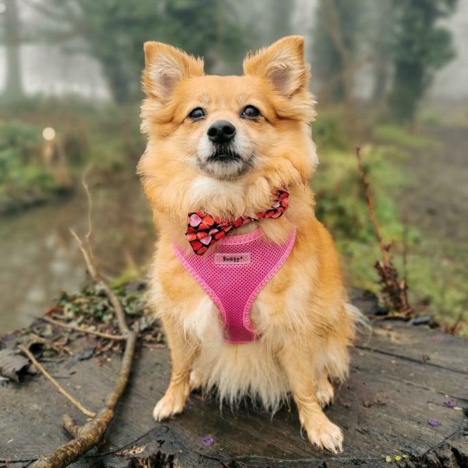 Bow Tie - Love Hearts