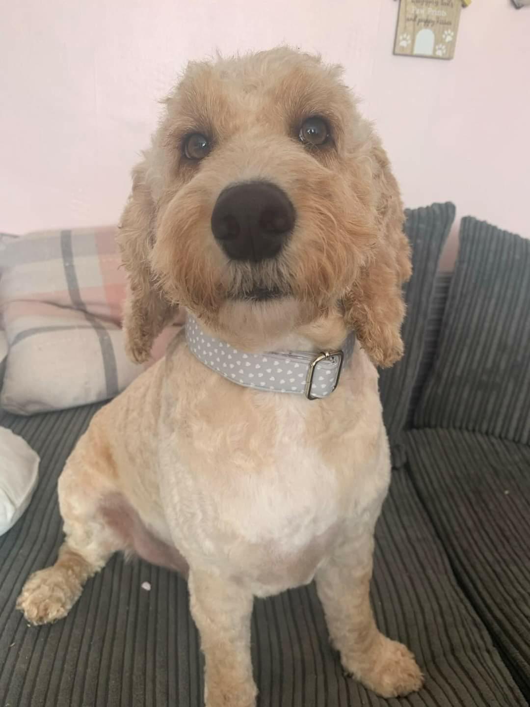 Collar - Ditsy Heart