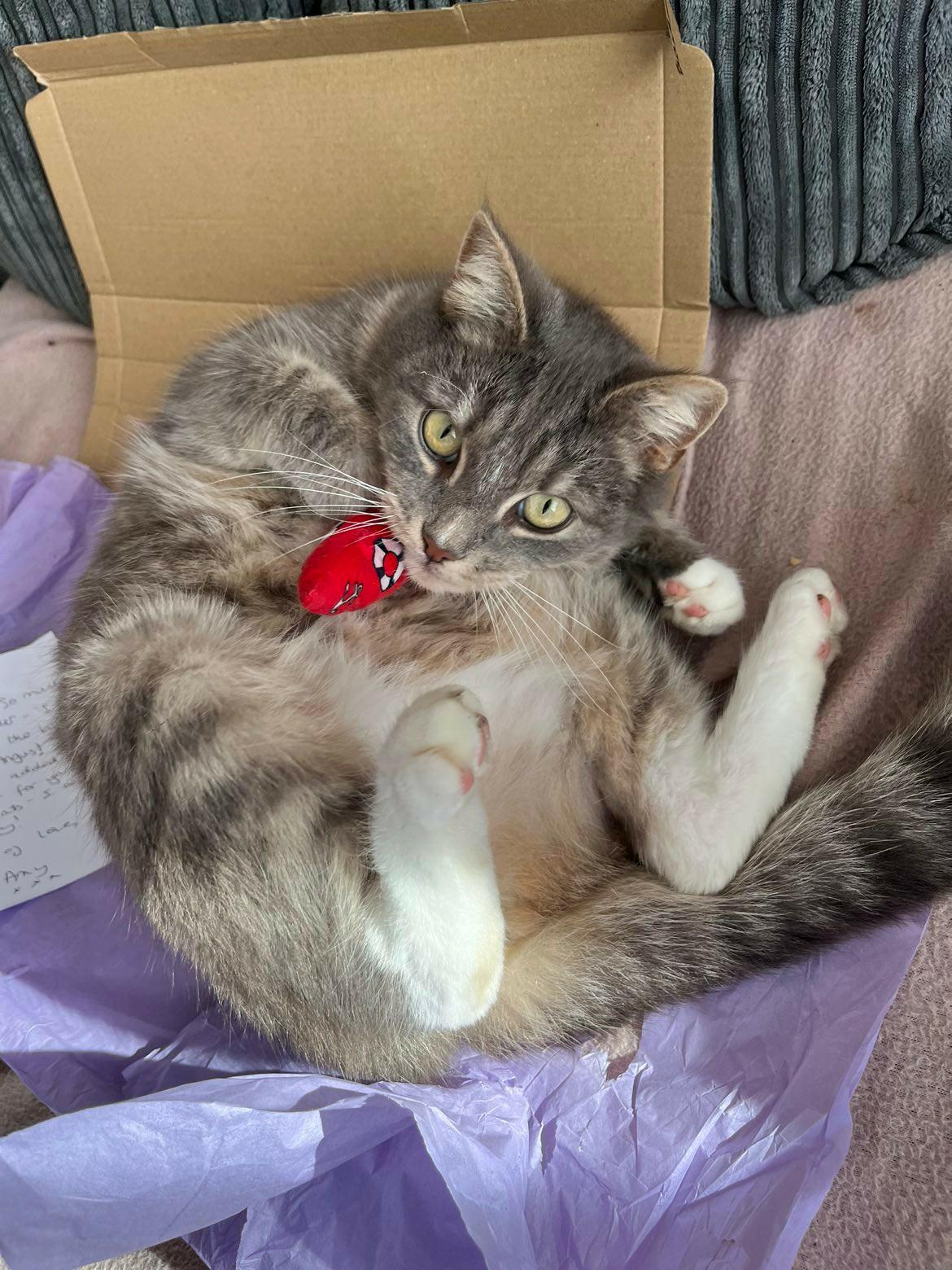Cat Nip Mouse