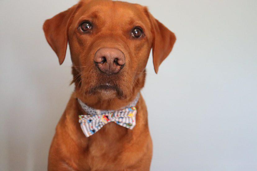 Bow Tie - Sesame Street