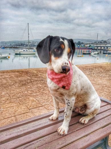 Collar - Salty Sea Dog