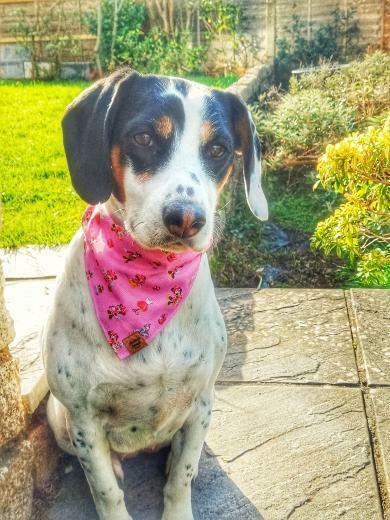 Bandana - Minnie Mouse 'Shopping'