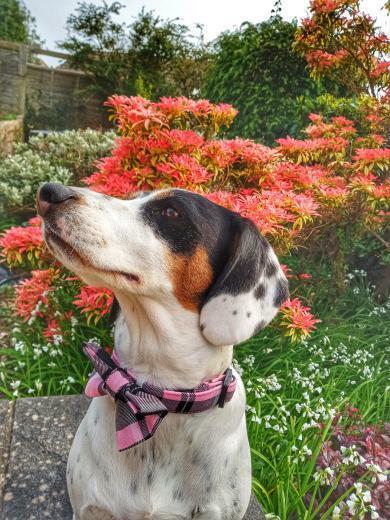Collar - Pink Tartan