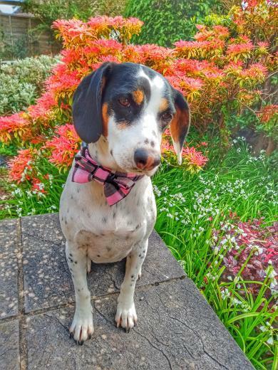 Bow Tie - Pink Tartan