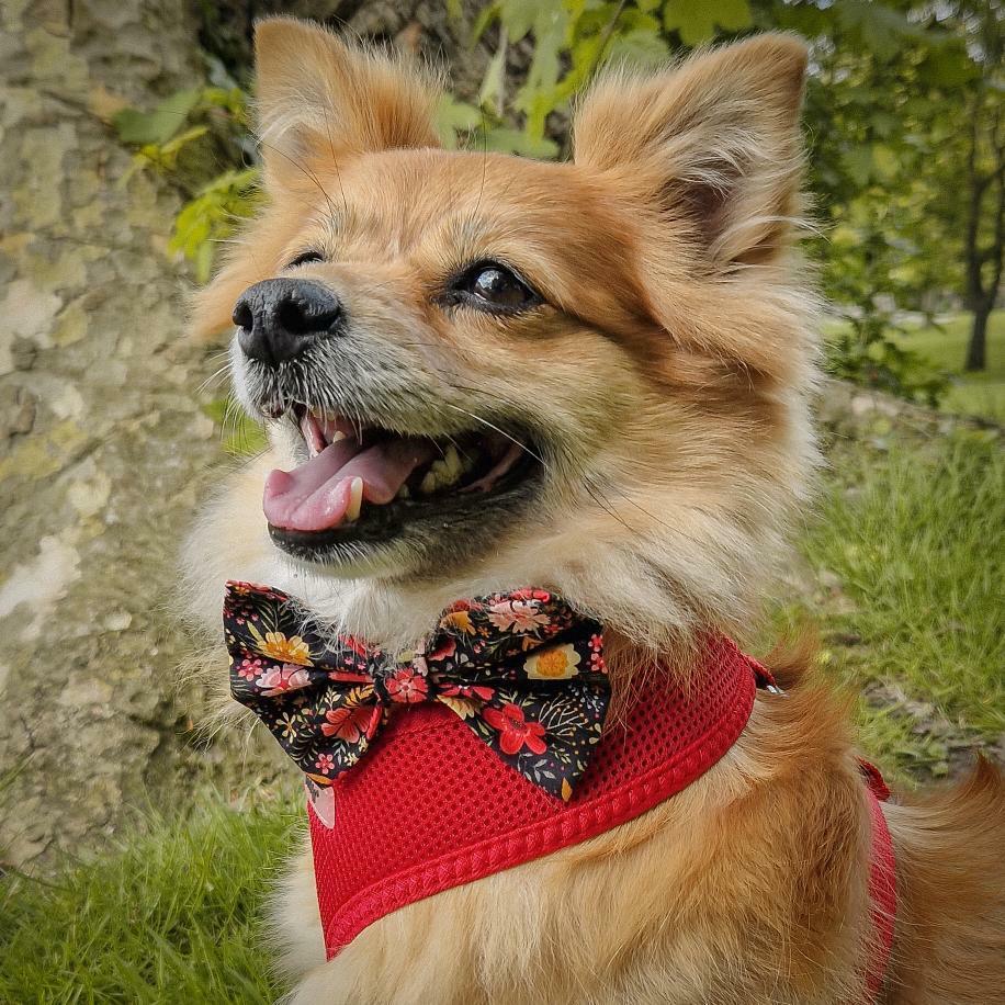 Bow Tie - Flower Power