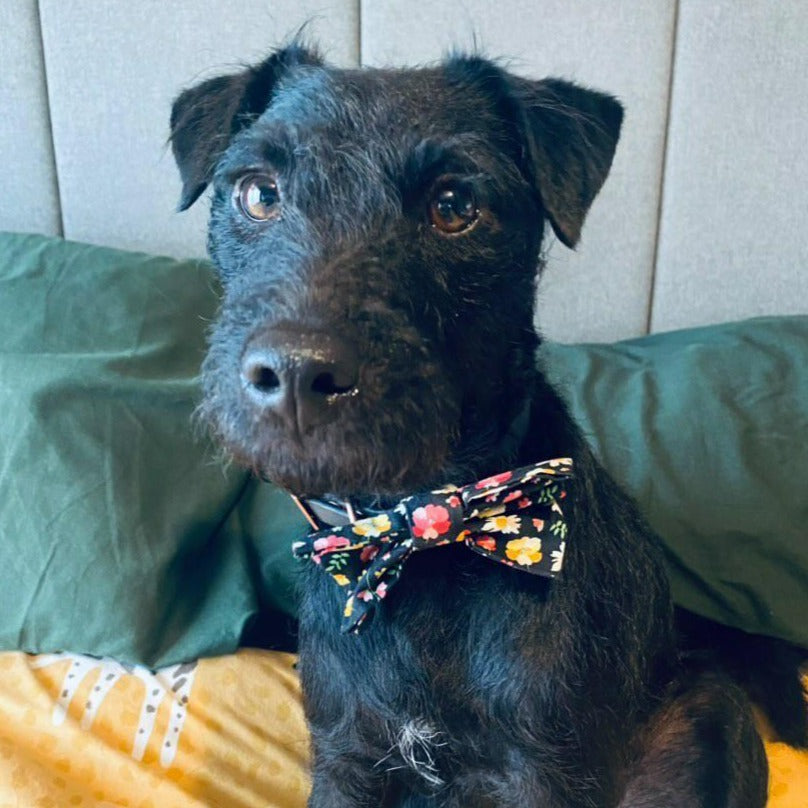 Bow Tie - Black Poppy