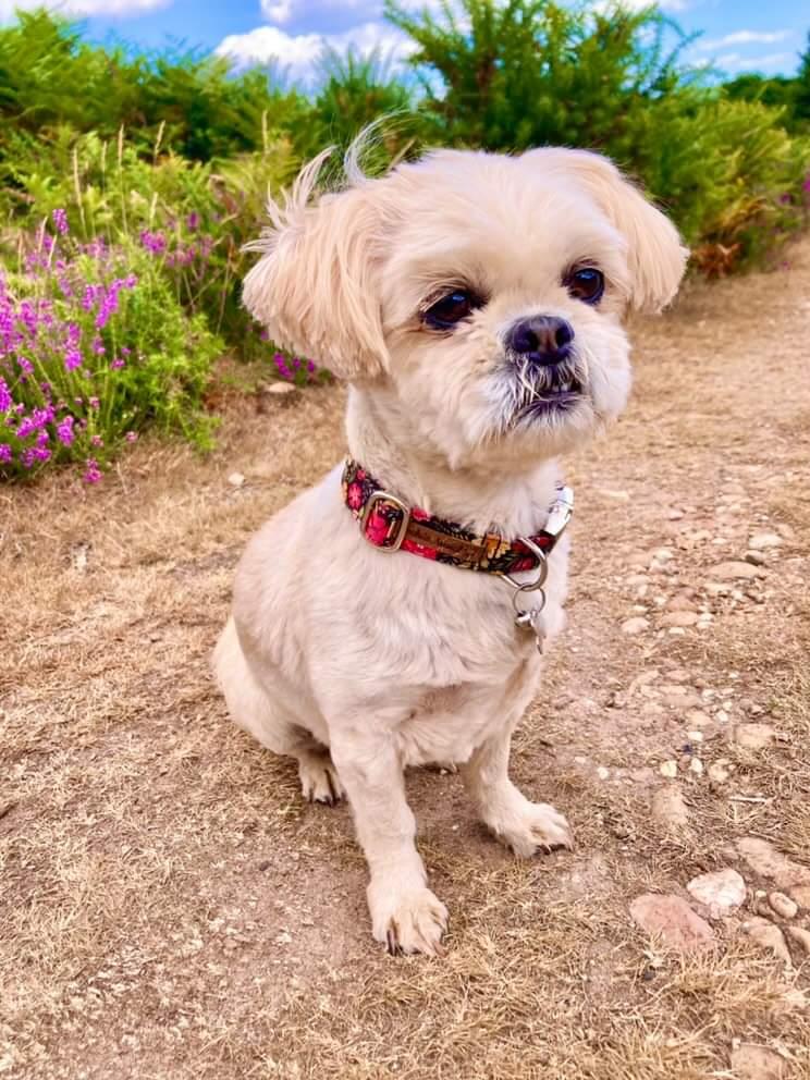 Collar - Flower Power