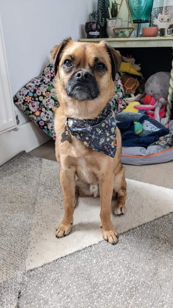 Bandana - Pocket Rocket