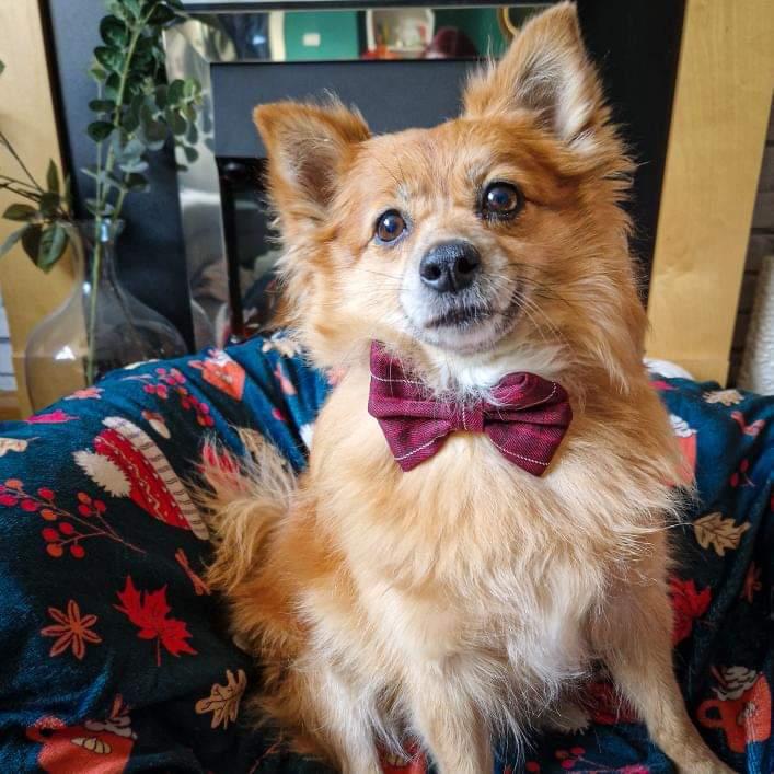 Bow Tie - Maroon Tartan