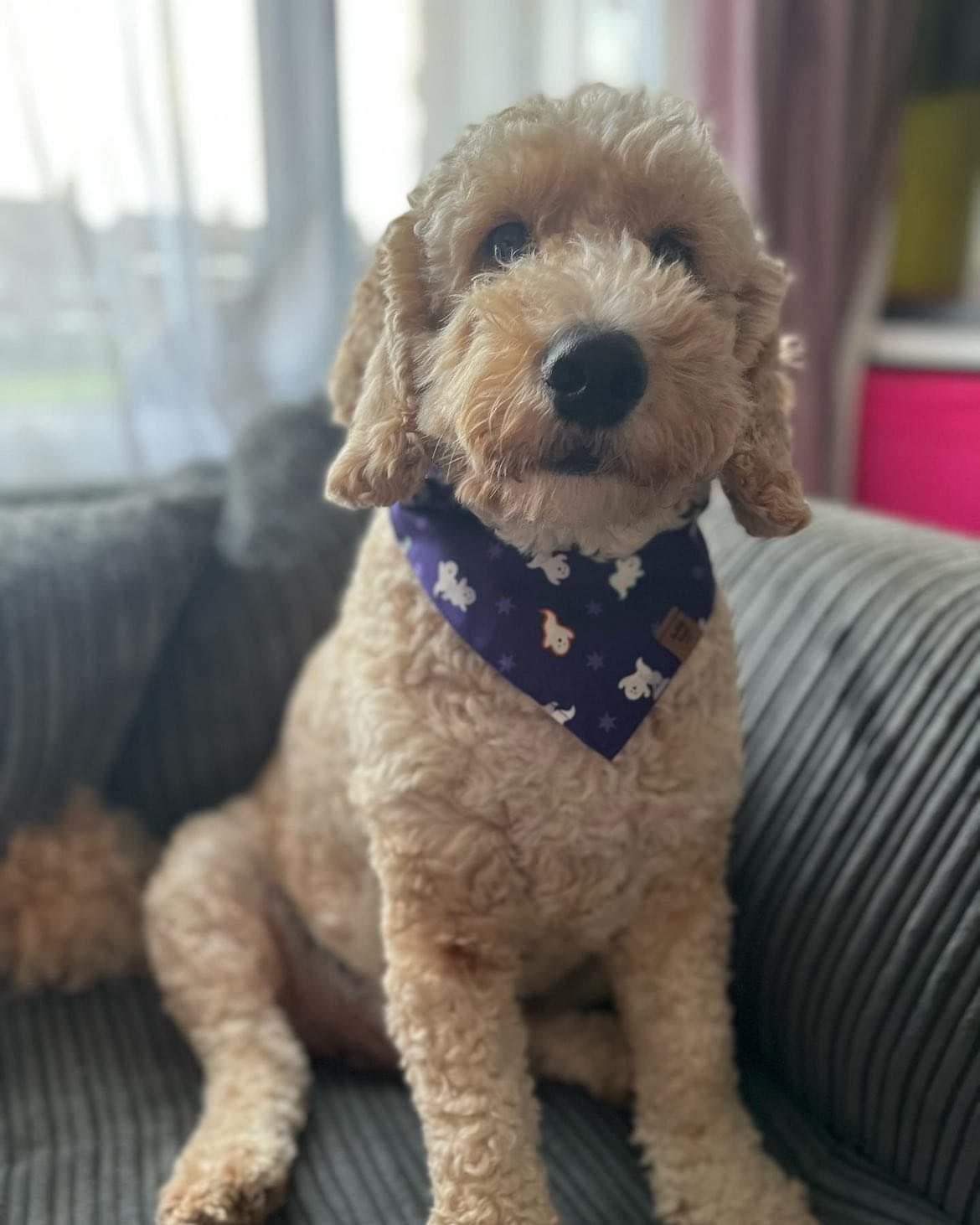 Halloween Bandana - Ghost *Glow in the Dark*