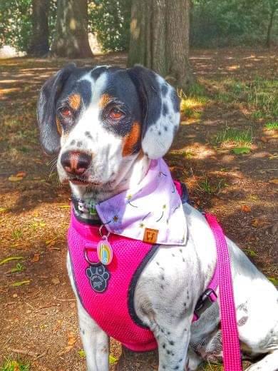 Bandana - Pink Daisy