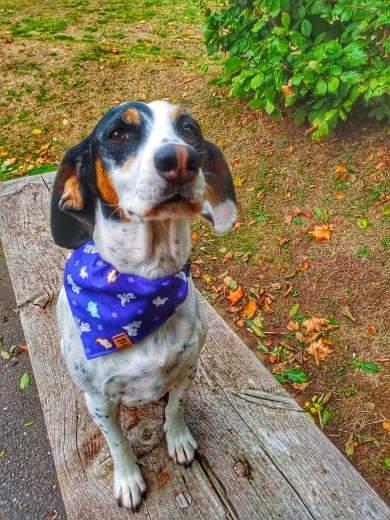 Halloween Bandana - Ghost *Glow in the Dark*