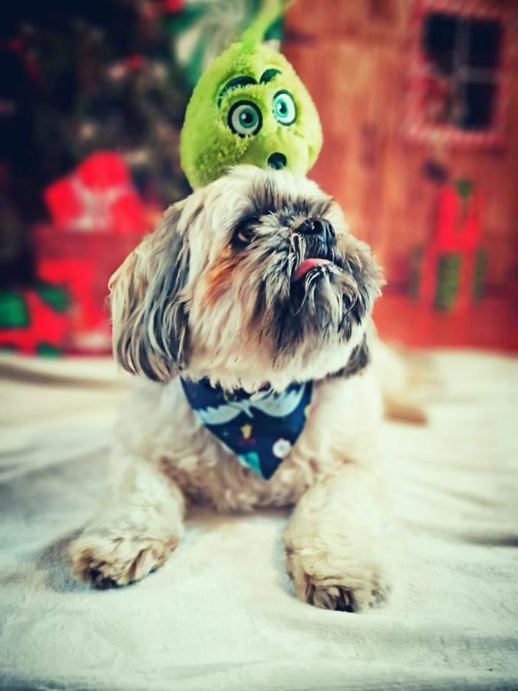 Christmas Bandana - Santasaurus