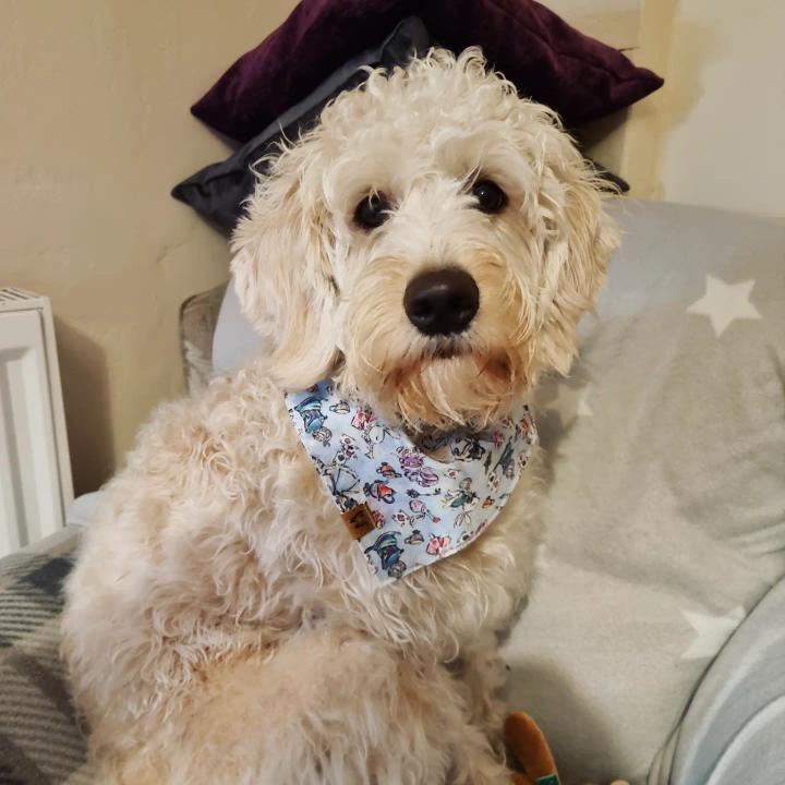 Bandana - Alice In Wonderland