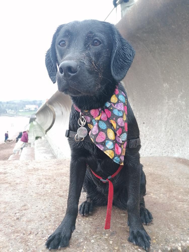 Bandana - Colourful Easter Eggs