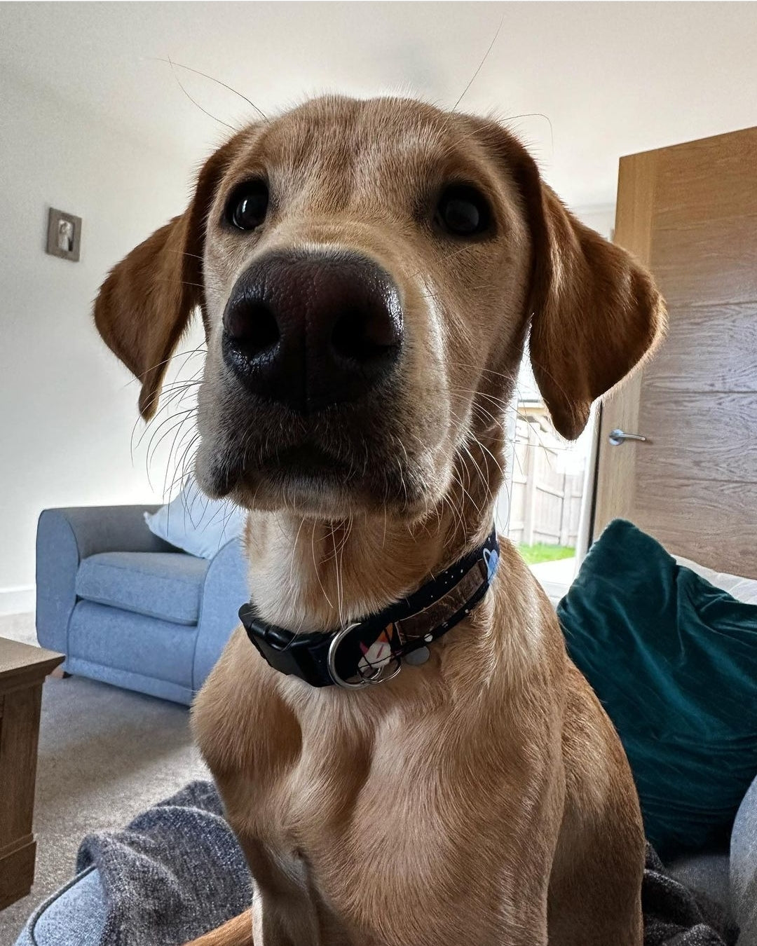 Collar - Fly Me to the Moon