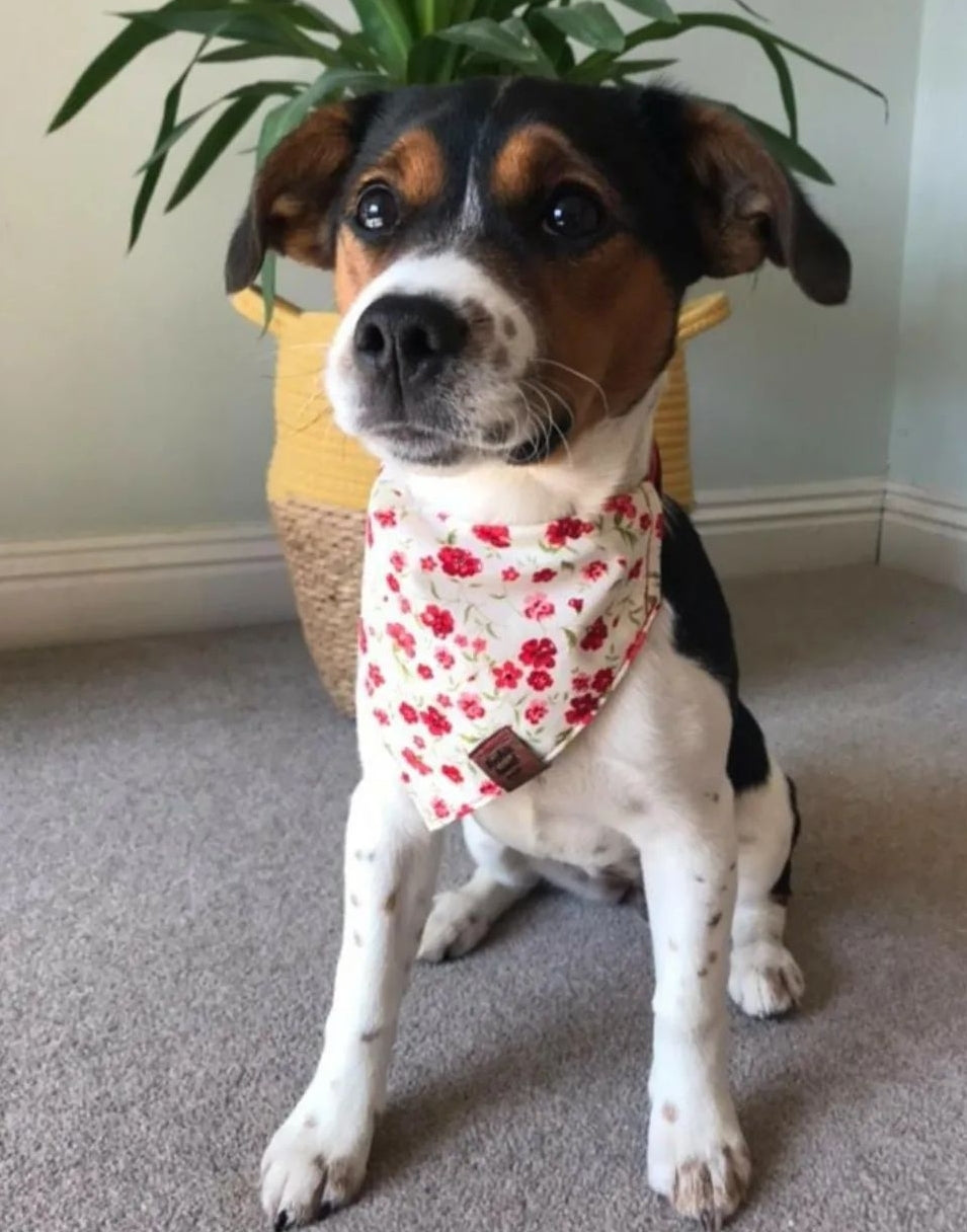Bandana - Cream Poppy