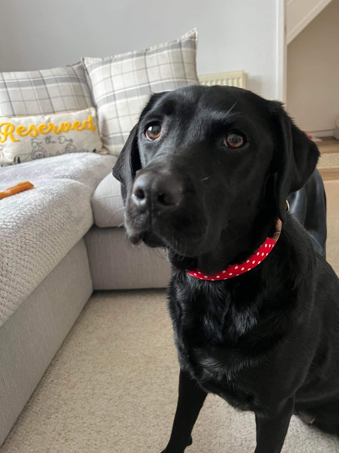 Collar - Red Polka Dot