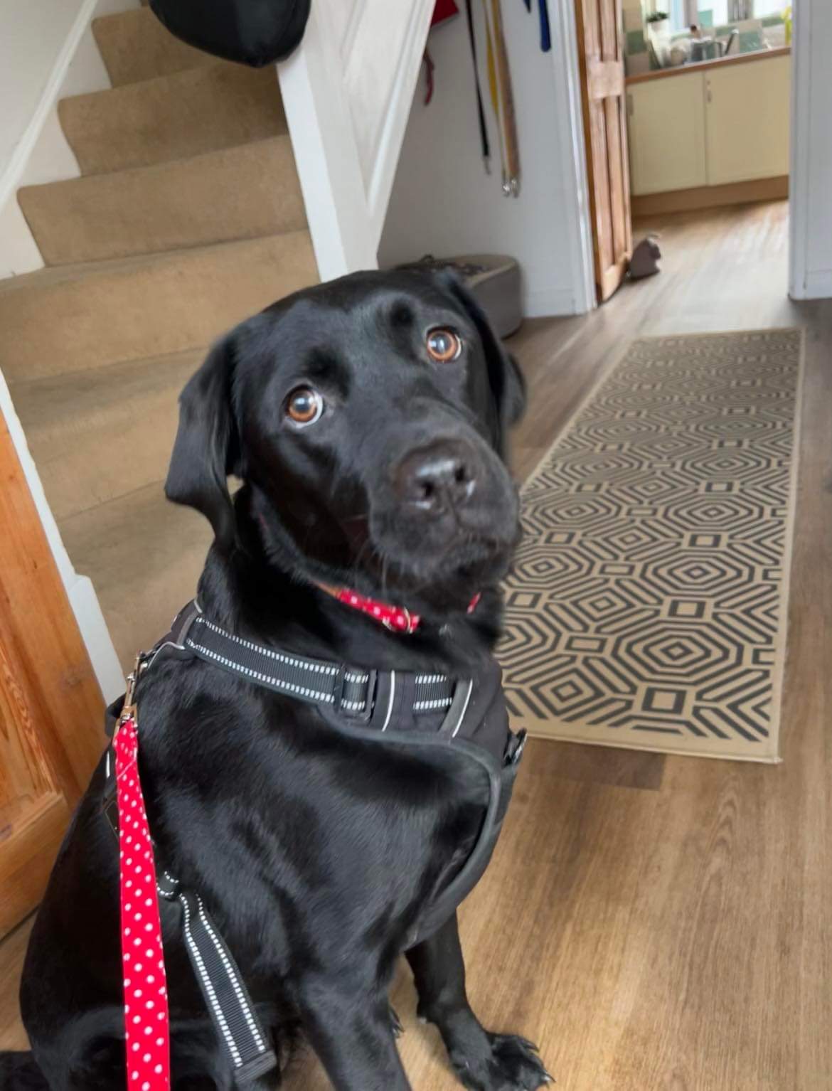 Lead - Red Polka Dot