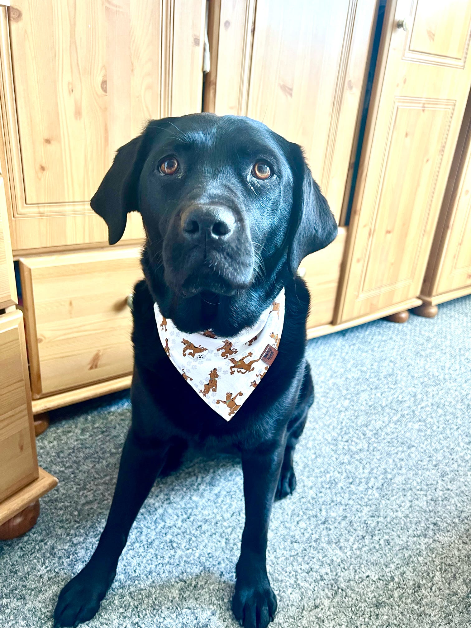 Scooby shop doo bandana