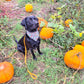 Bandana - Pumpkin Patch