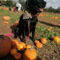 Bandana - Pumpkin Patch