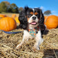 Bandana - Pumpkin Patch