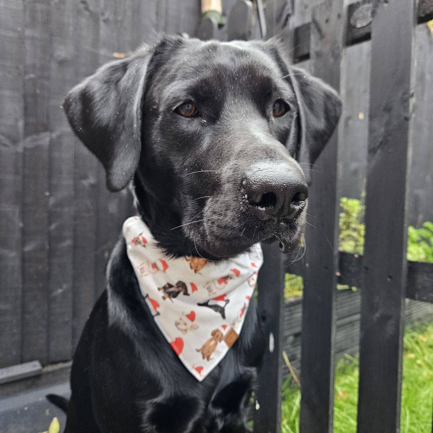 Christmas Bandana - Santa Paws