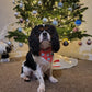 Christmas Bandana - Pup Cup!