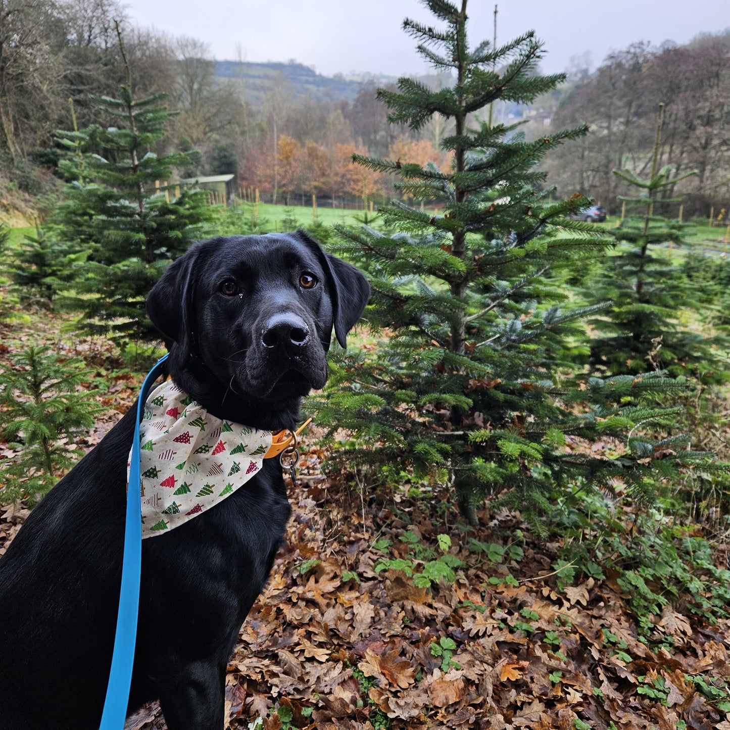 Christmas Bandana - Xmas Tree