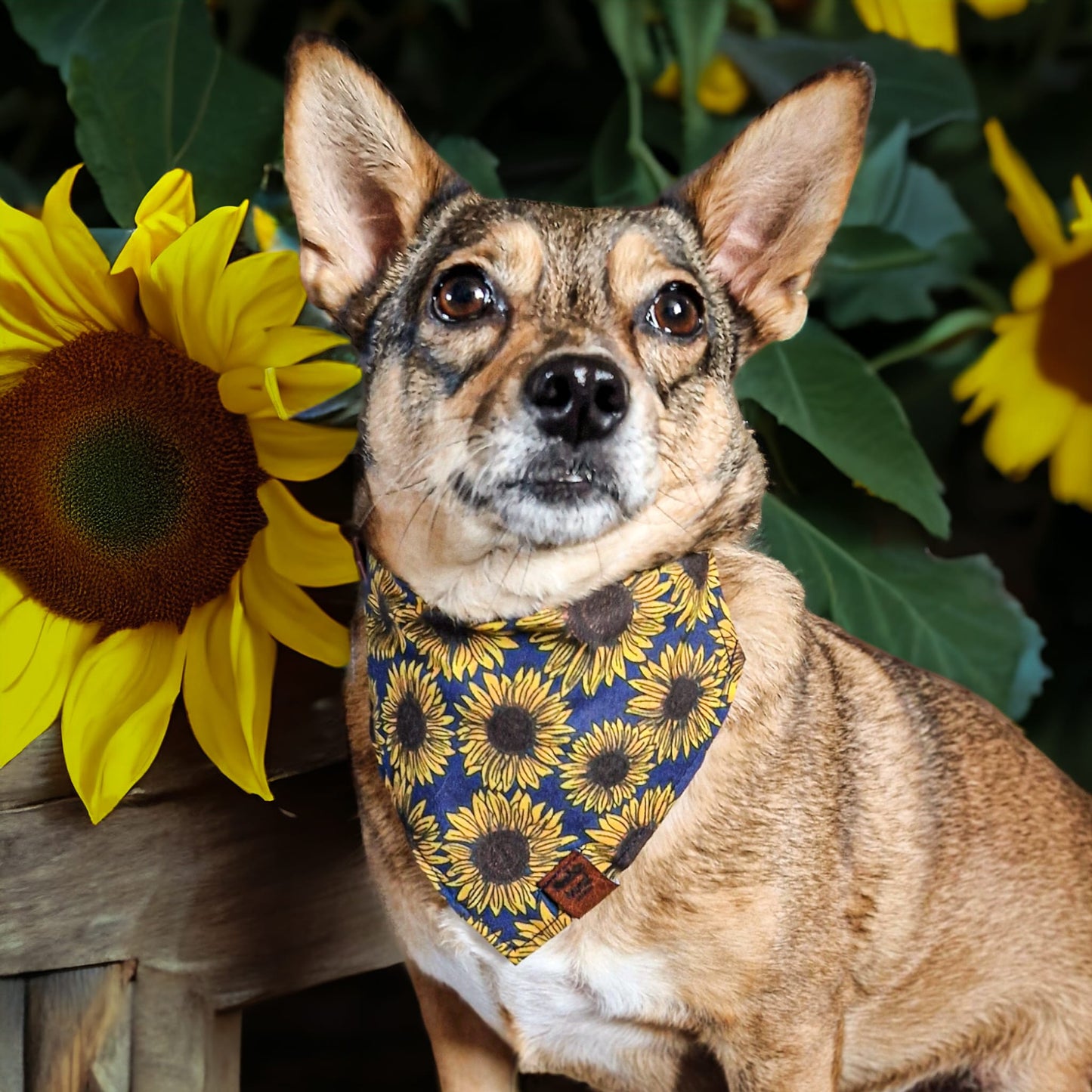 Bandana - Sunflower