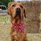 Bandana - Love Hearts