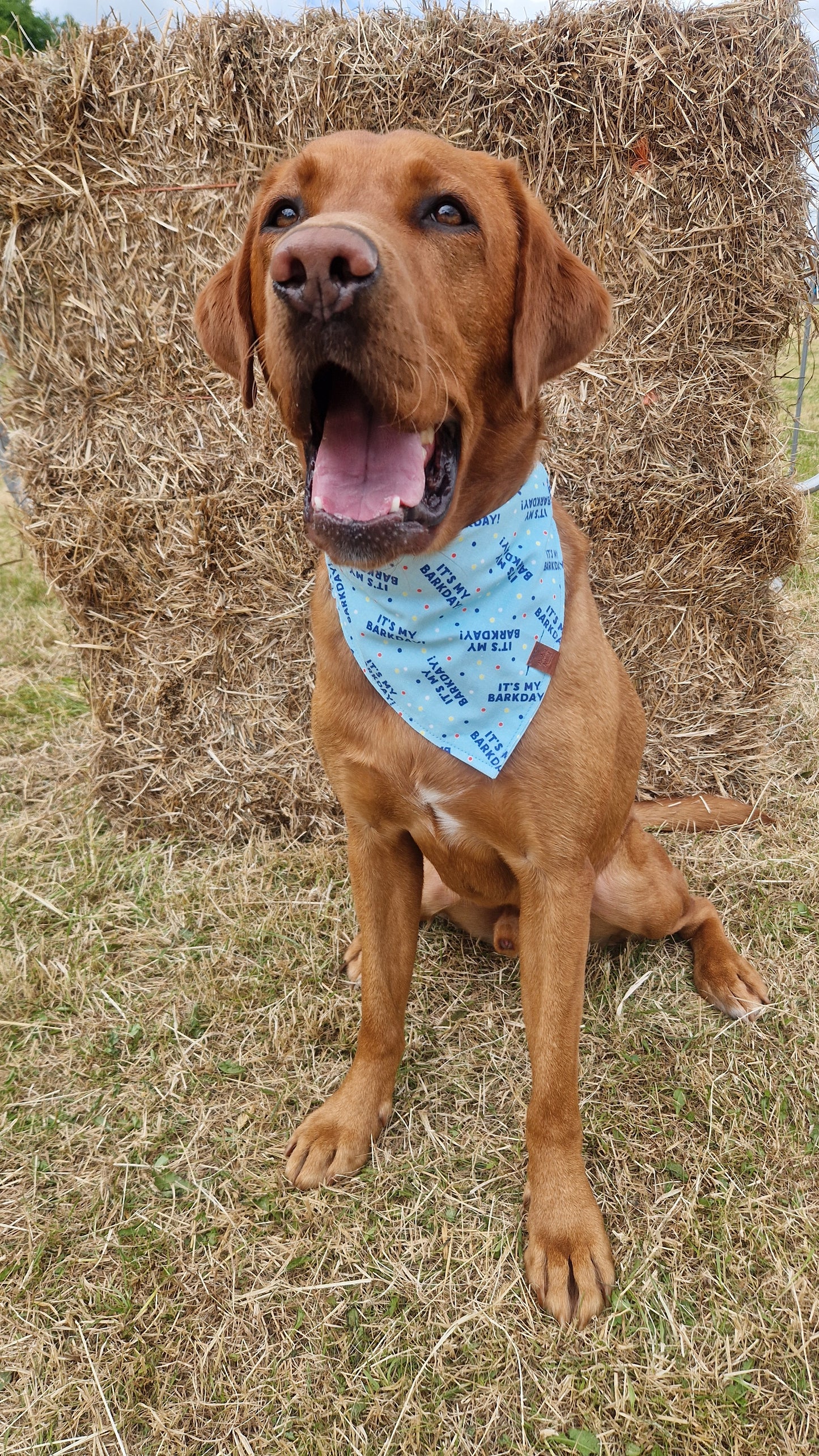 Bandana - It's my BARKday