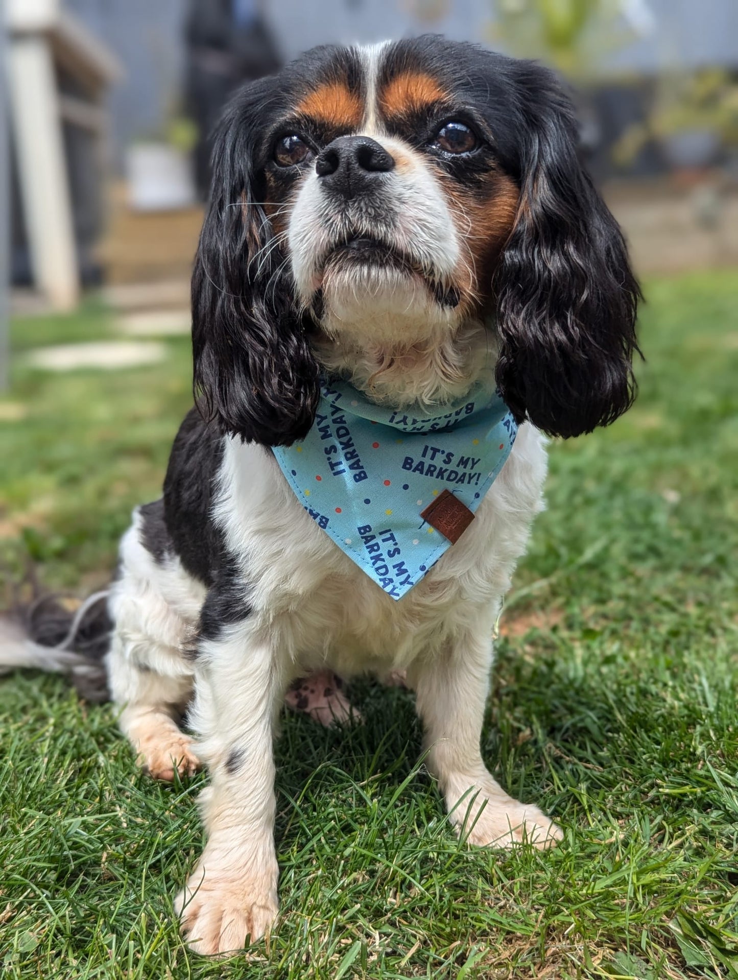 Bandana - It's my BARKday