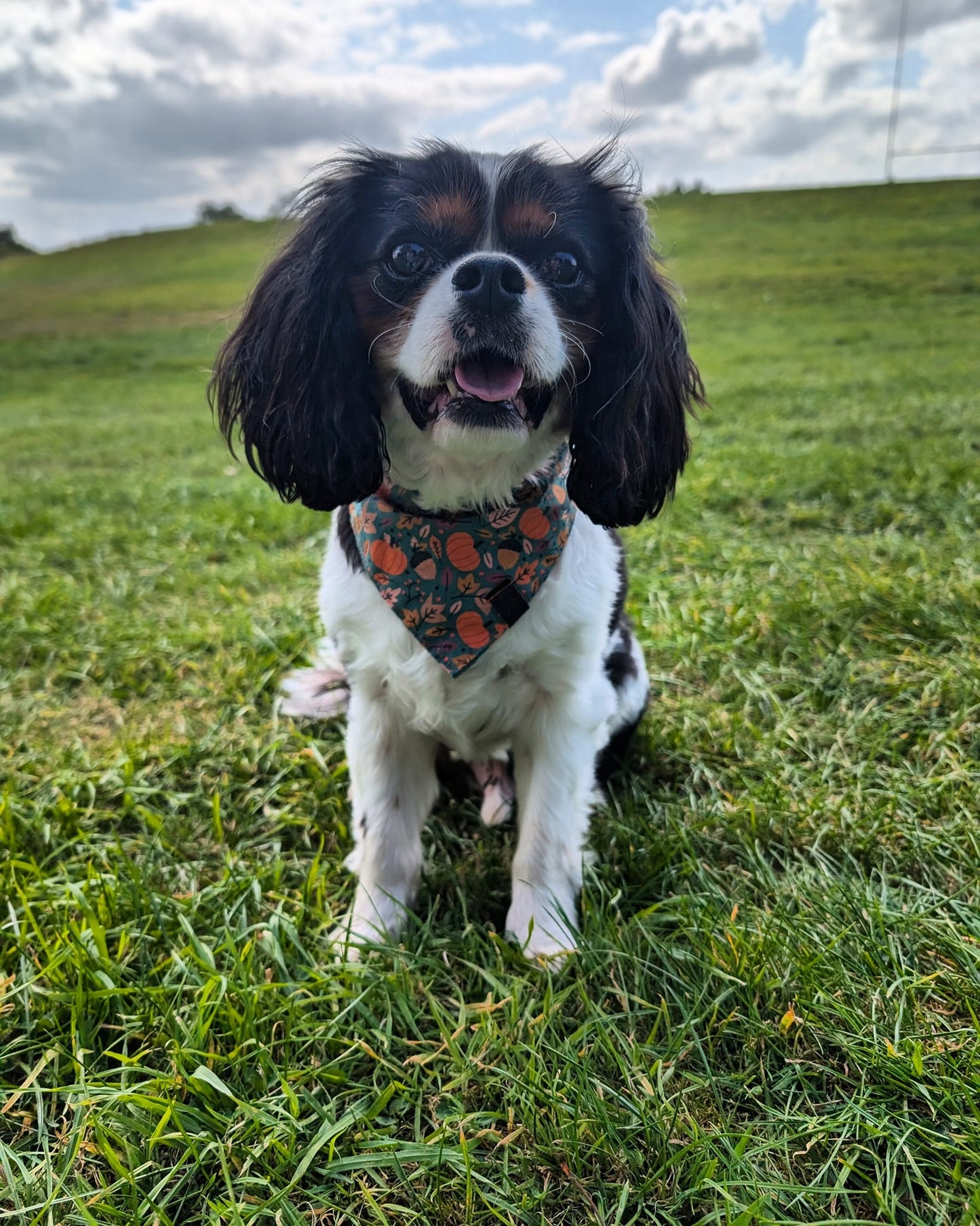 Bandana - Pumpkin Patch