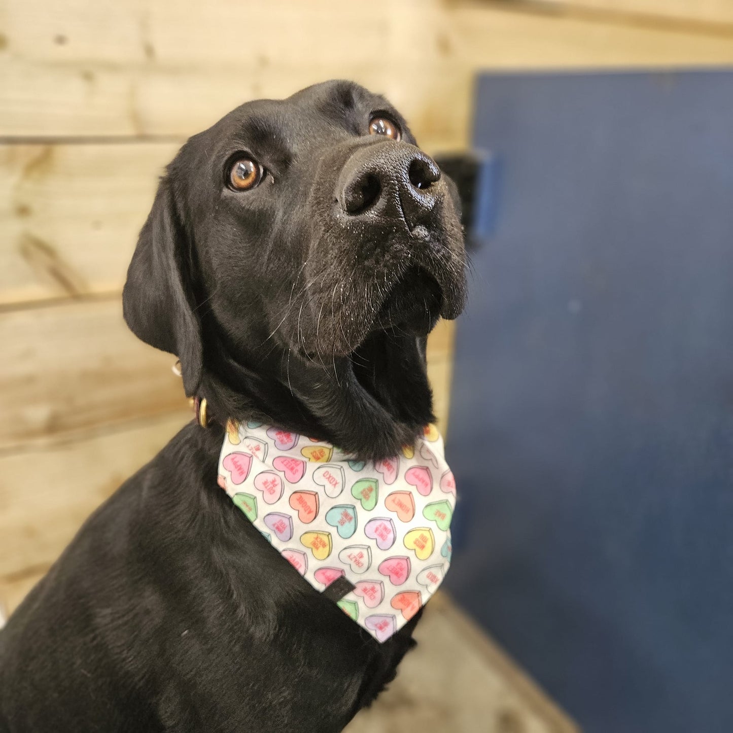 Bandana - Sweet Love Hearts