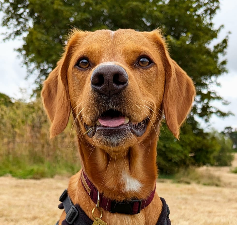 Collar - Maroon Tartan