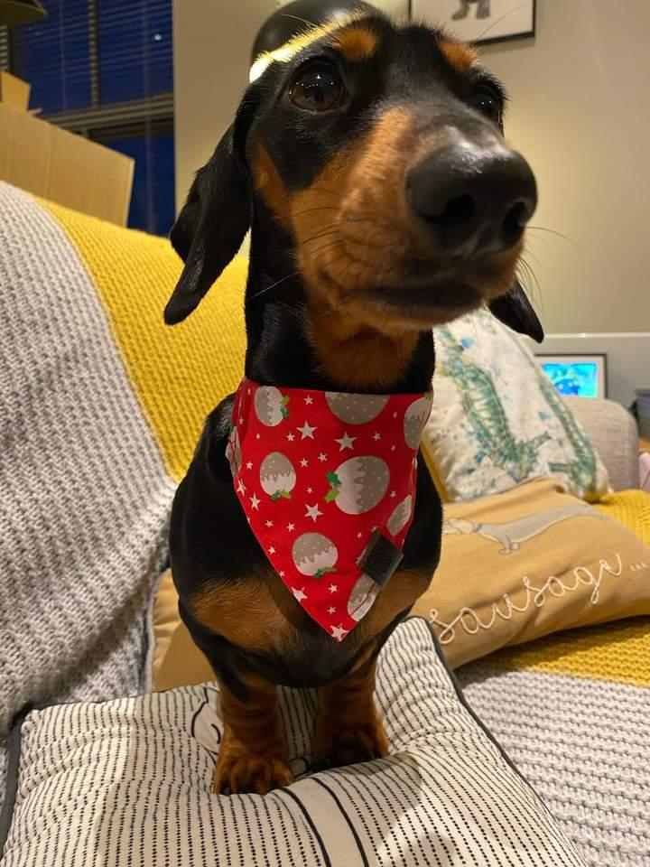 Christmas Bandana - Christmas Pud