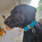 Waterproof Collar - Lagoon Biothane®
