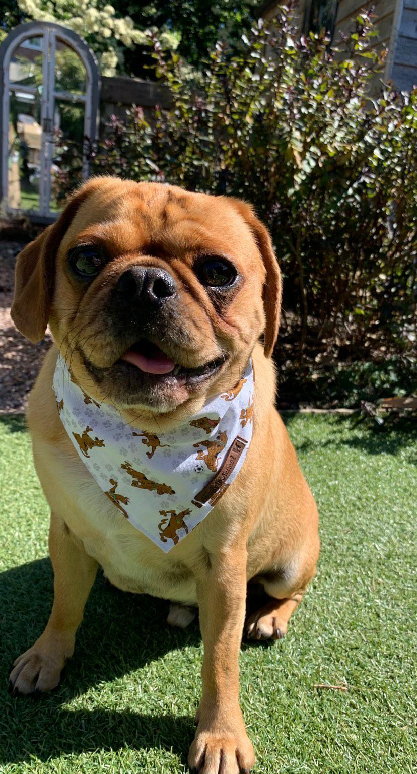 Scooby doo dog top bandana