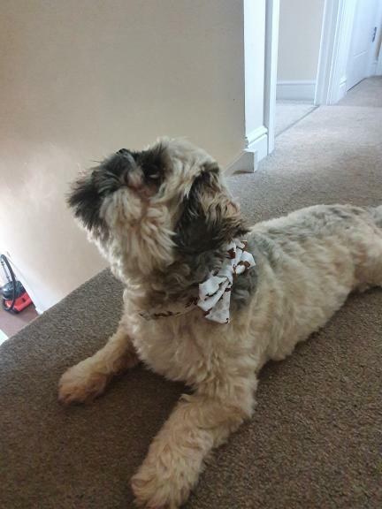 scooby doo bow tie