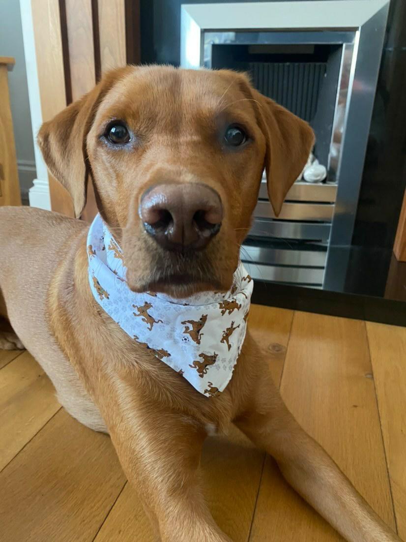 Scooby doo outlet bandana