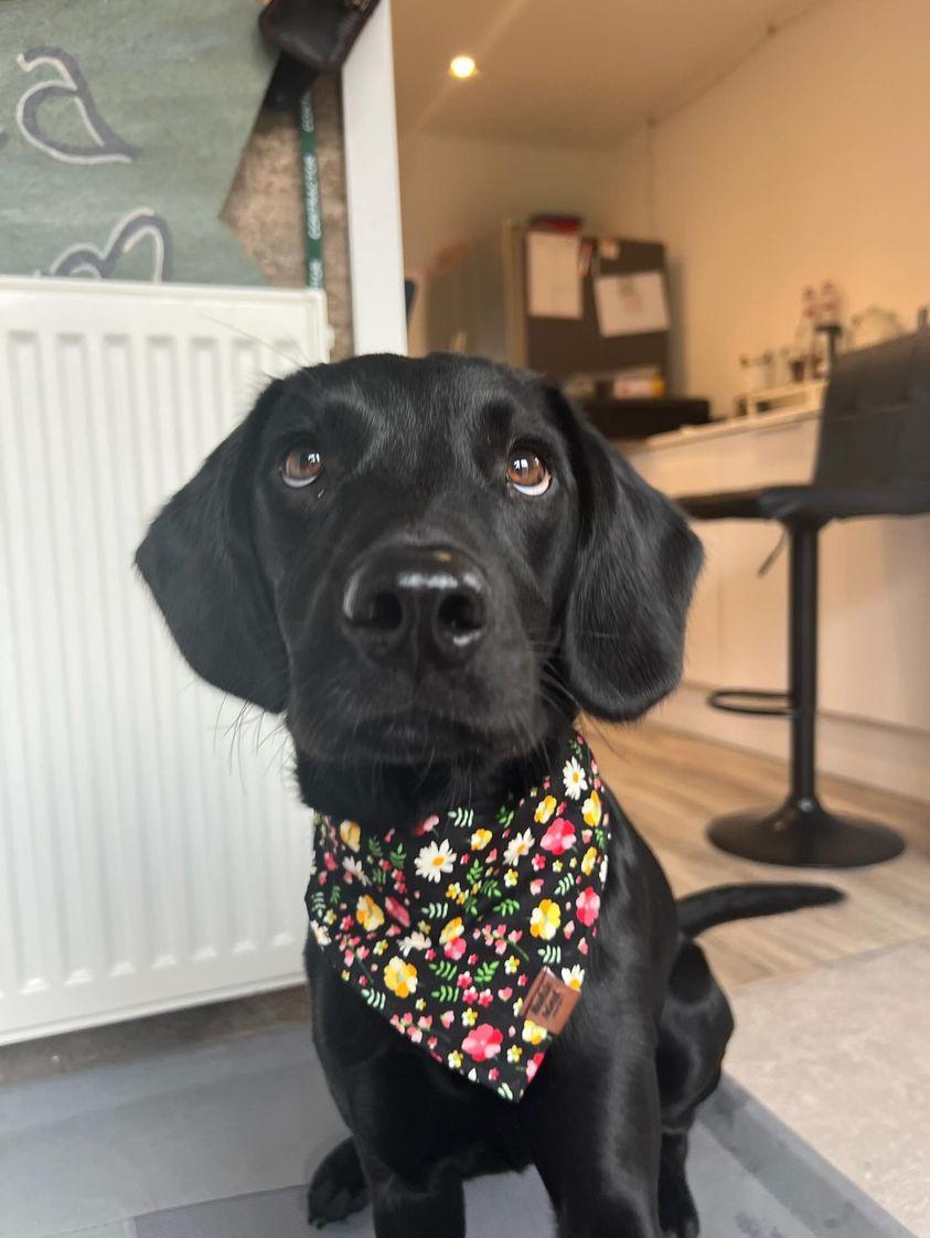 Black dog wearing a floral bandana indoors